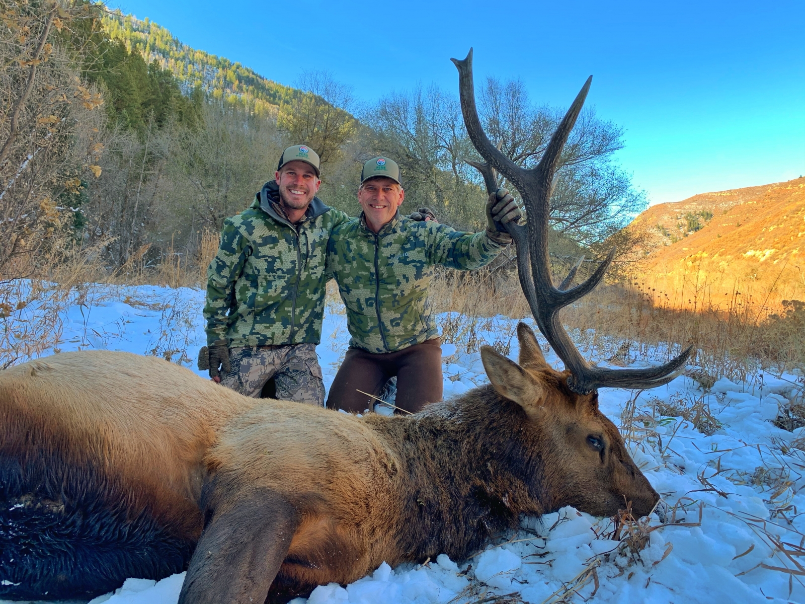 Colorado Bull Elk