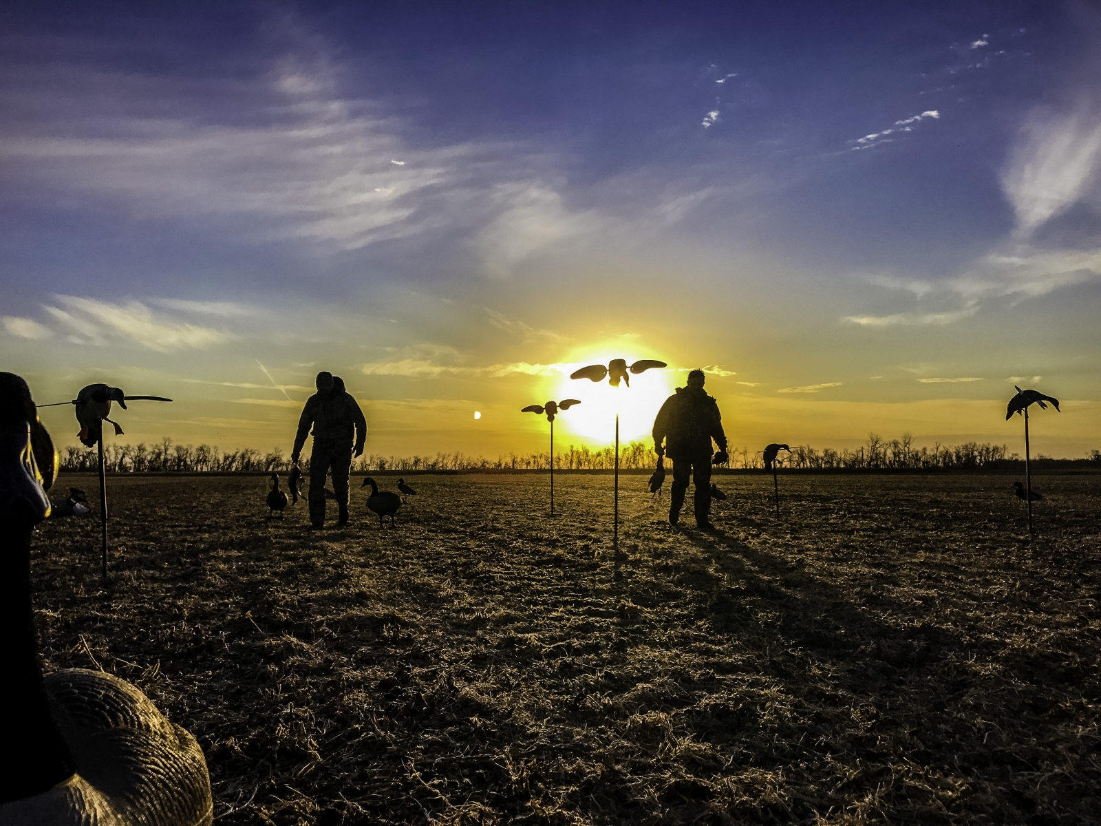 Early Morning Waterfowl Hunt in a Bean Field
