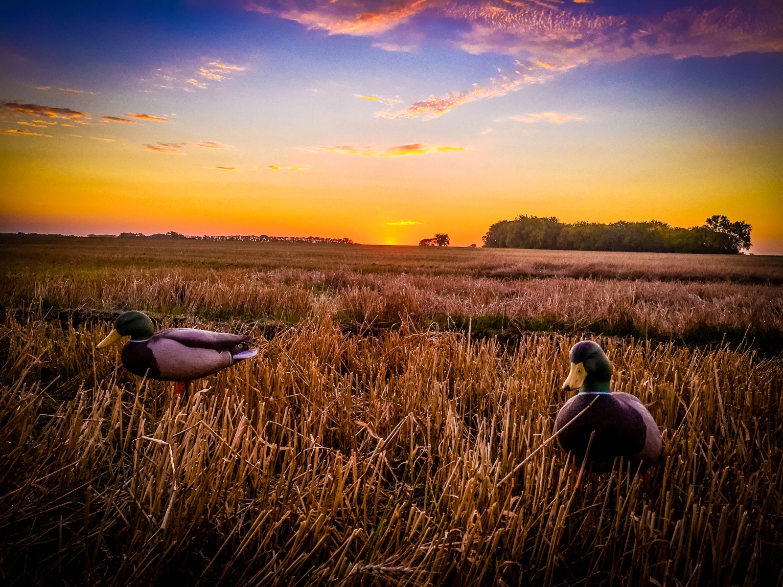 Prairie Sunrise from the Decoys