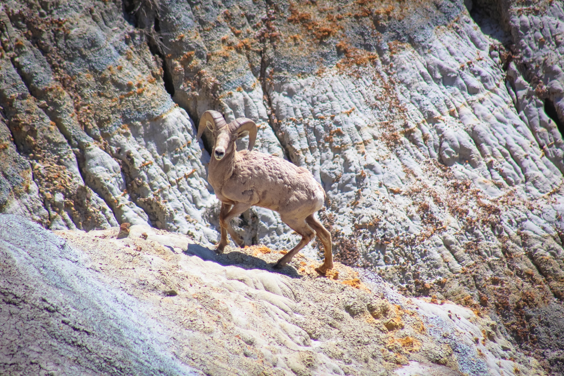 Big Horn Sheep In Western North Dakota