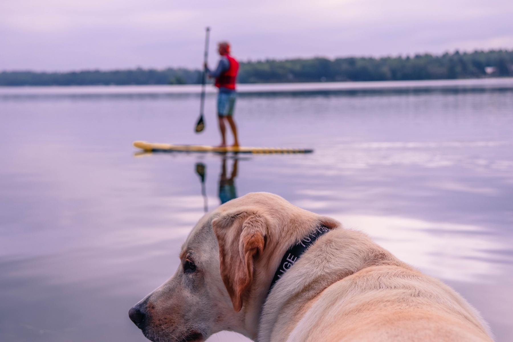 Dog Waiting for Paddle boarder