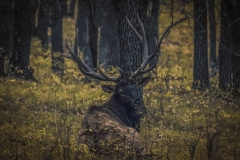 King of the Forest