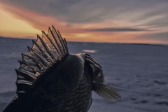 Winter Time Sunsets are Best With a Fish in Hand