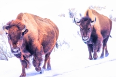 A Cold Day's Walk on the Prairie