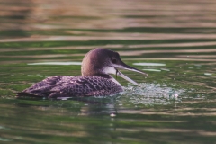 Loon Squak