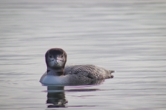 Front Facing Loon