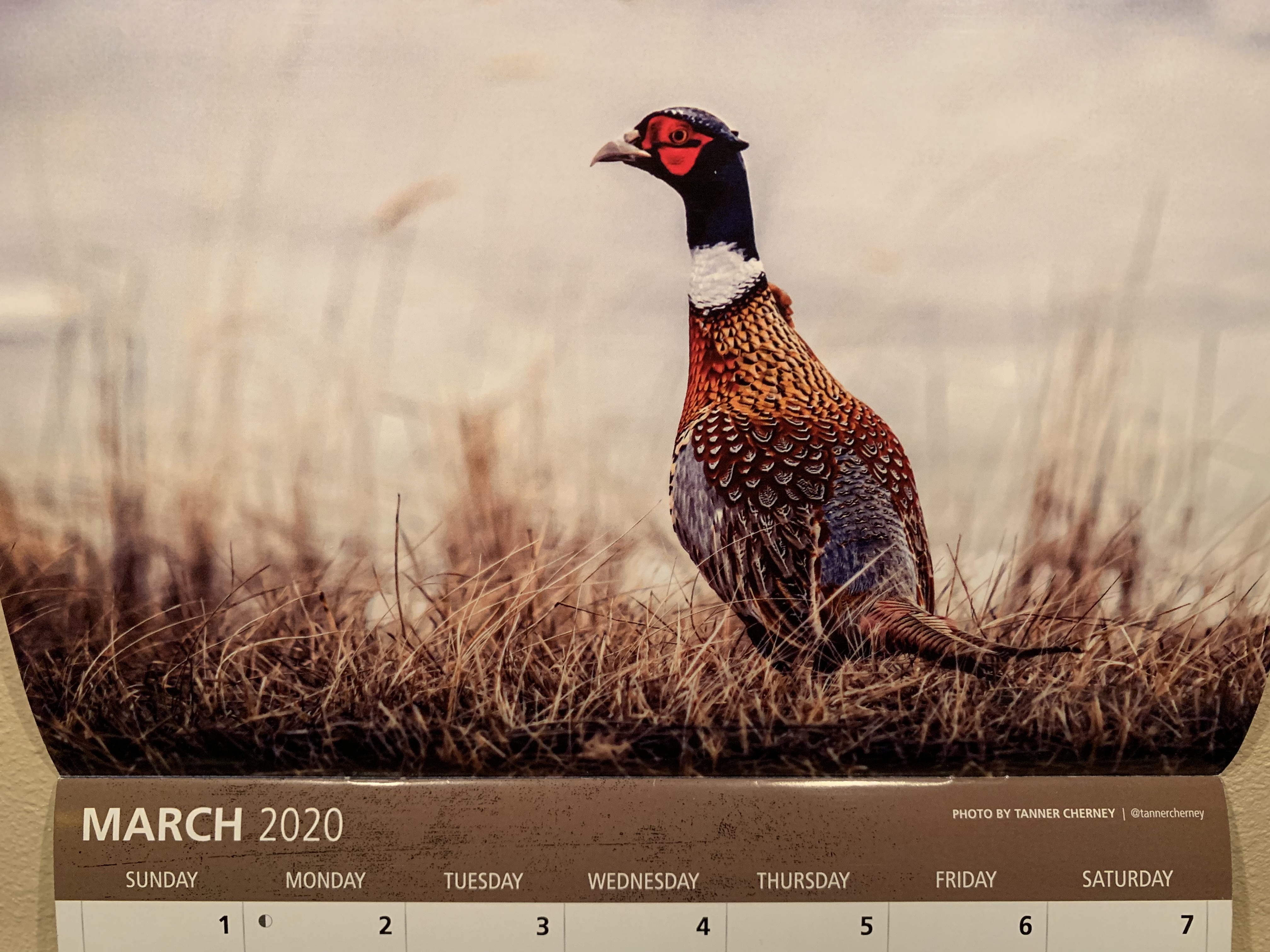 2020 Pheasant Forever Calendar Photo by Tanner Cherney of Peak Productions