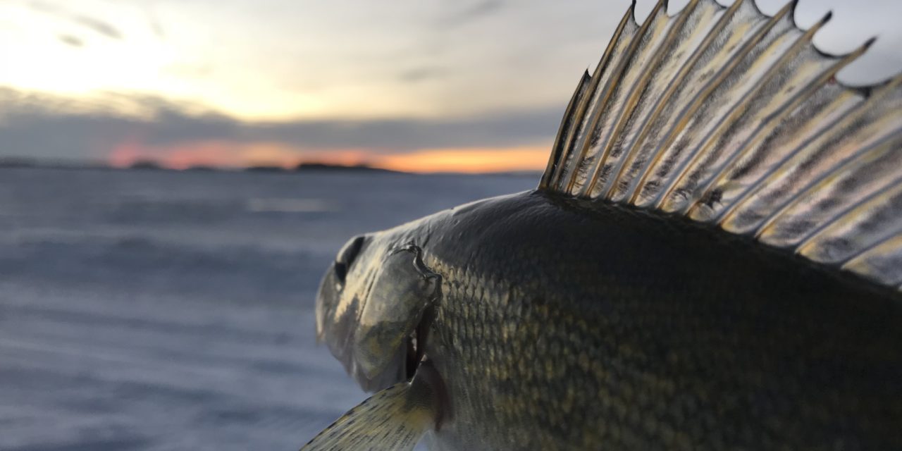 Devils Lake Walleye