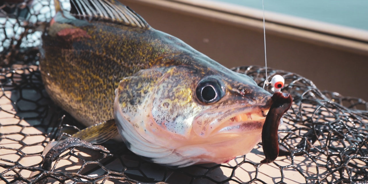 Walleye with Jig & Leech