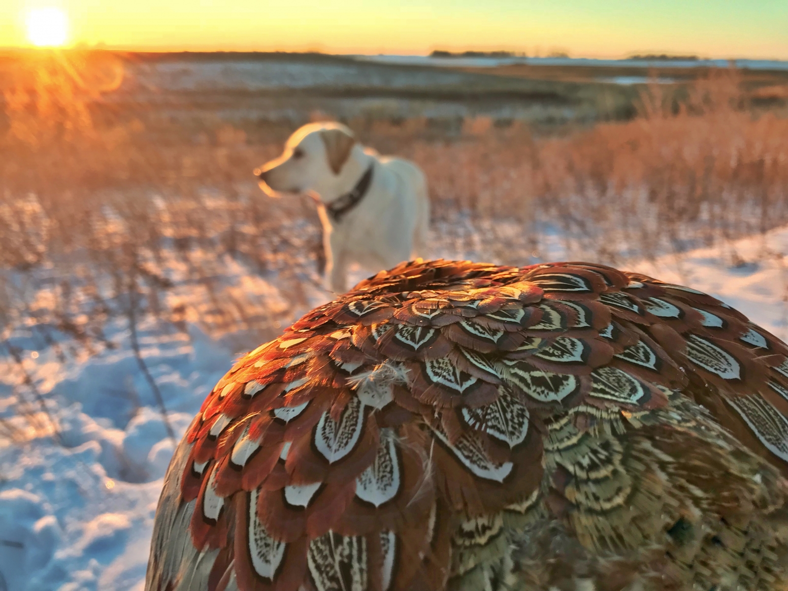 Cold Days Pheasant Hunting with Man's Best Friend