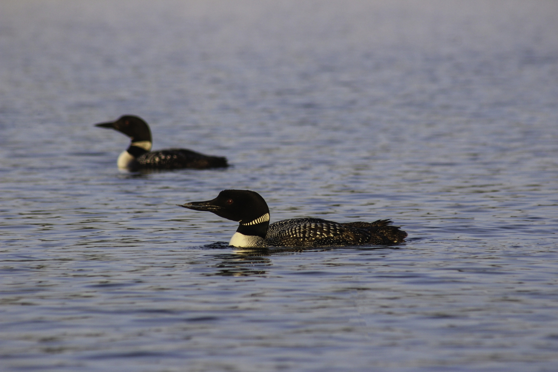 A Pair of Loons Out for a Stroll in Northern Minnesota