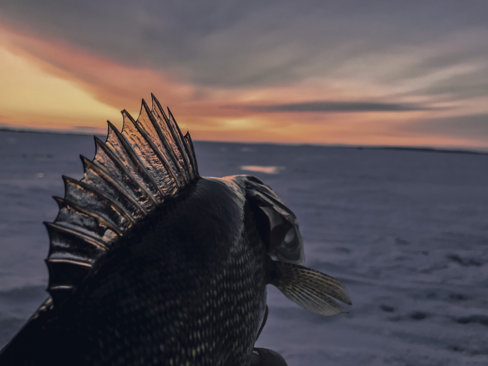 Winter Time Sunsets are Best With a Fish in Hand