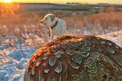 Cold Days Pheasant Hunting with Man's Best Friend