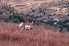 Pronghorn on High Alert