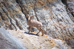 Big Horn Sheep In Western North Dakota