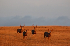 Bachelor Group of Bucks Enjoying a Nice Fall Evening in North Dakota