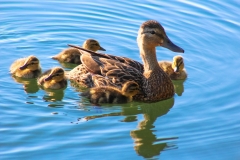 Mallard Ducklings Out for a Morning Swim