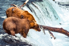 Brown Bears Fishing