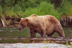 Big Brown Bear Fishing